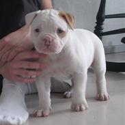 ABO's Jokerman- Hvalpe billeder