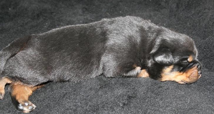 Rottweiler hvalpe billede 8