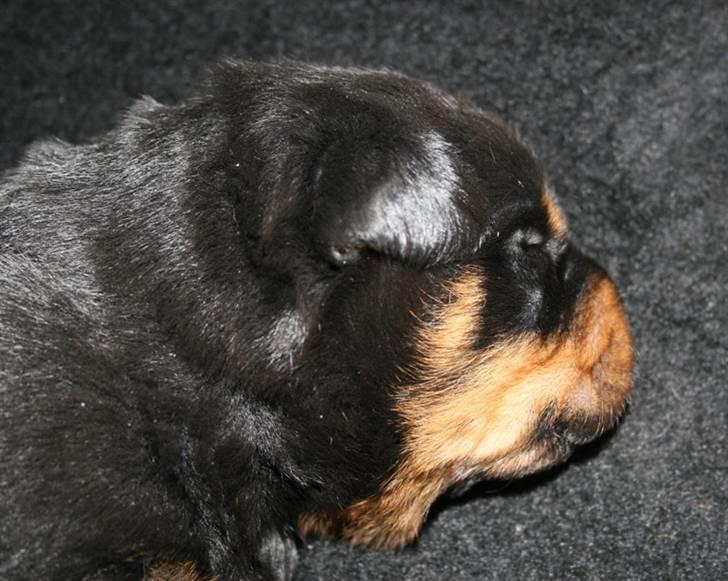 Rottweiler hvalpe billede 9