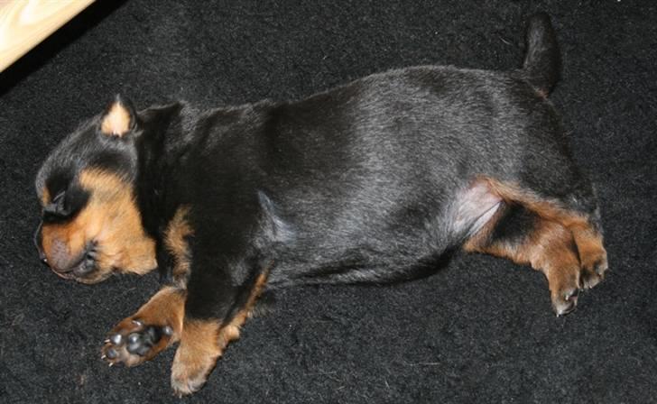 Rottweiler hvalpe billede 10