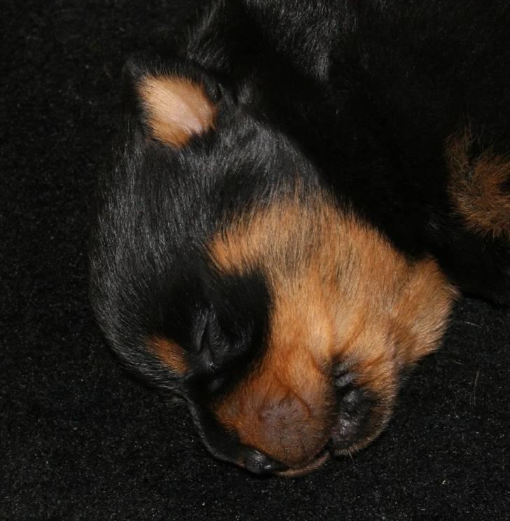 Rottweiler hvalpe billede 11