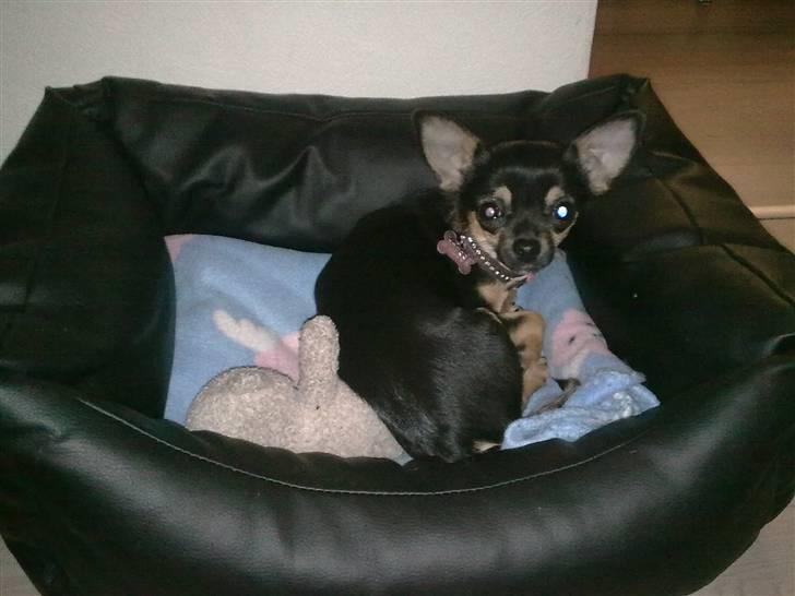 Òdessa piqen <3 billede 5