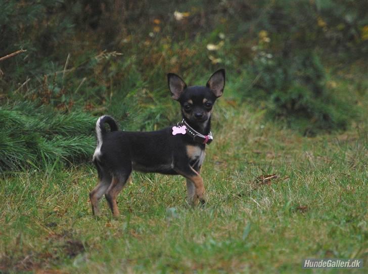 Òdessa piqen <3 billede 6