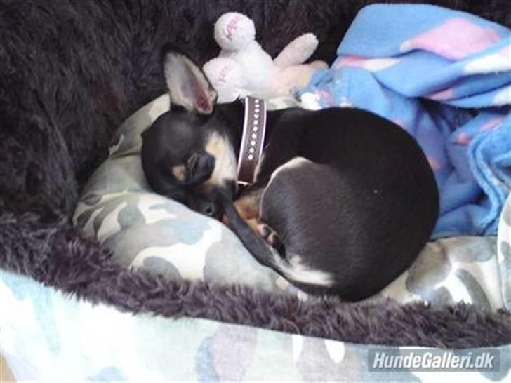 Òdessa piqen <3 - Òdessa piqen sover <3 billede 7