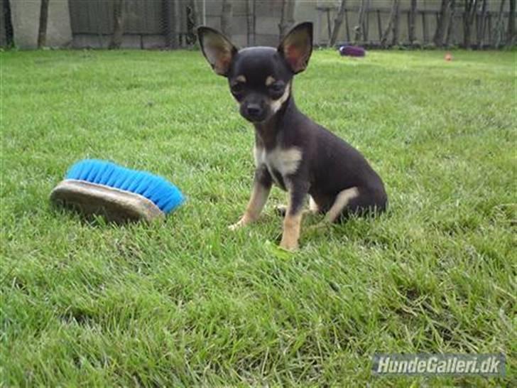 Òdessa piqen <3 billede 8