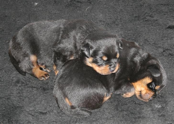 Rottweiler hvalpe billede 12