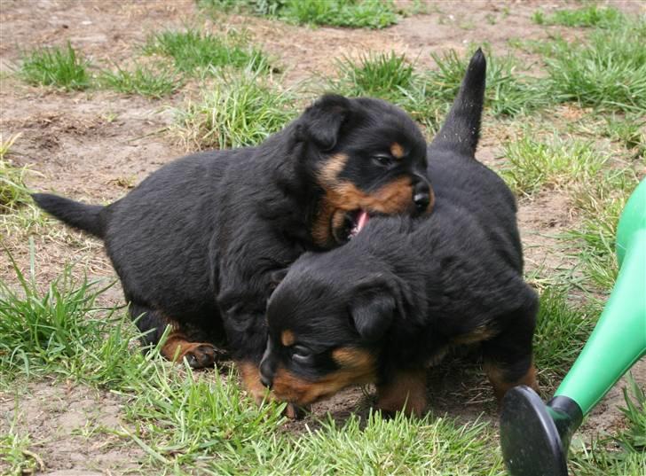 Rottweiler hvalpe billede 13