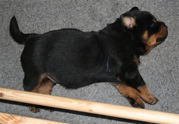 Rottweiler hvalpe billede 14