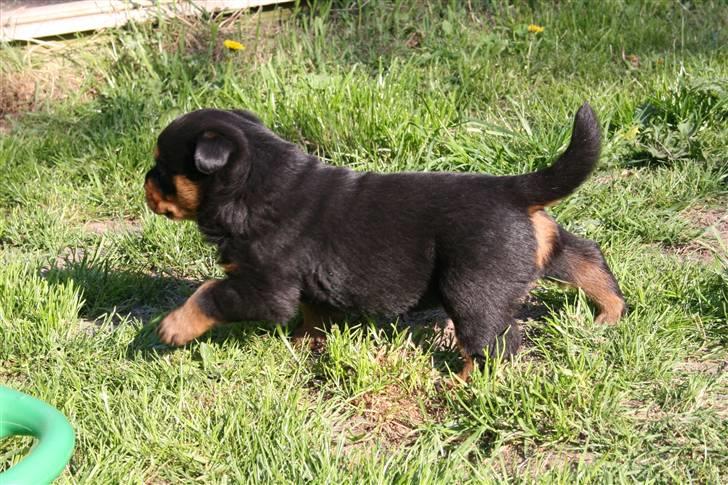Rottweiler hvalpe billede 15