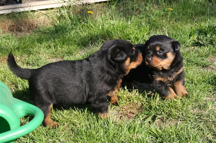 Rottweiler hvalpe billede 16