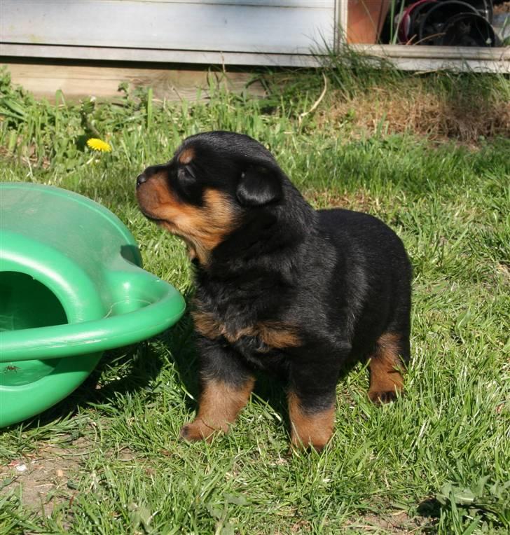 Rottweiler hvalpe billede 17
