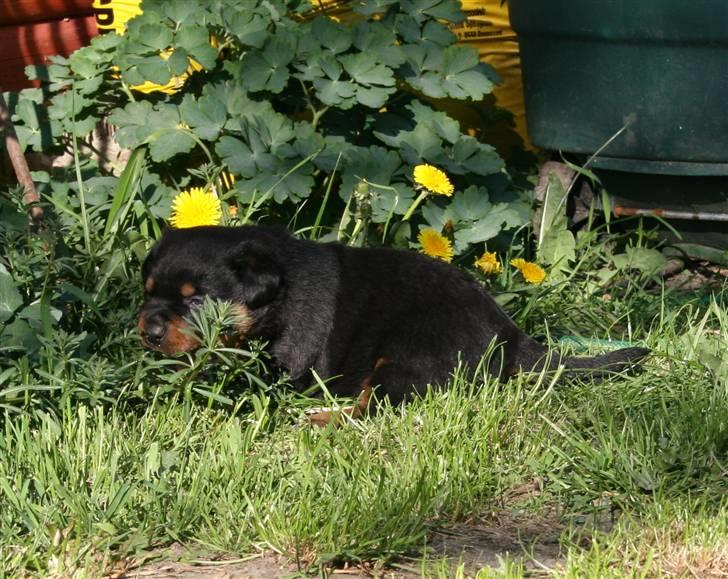 Rottweiler hvalpe billede 18