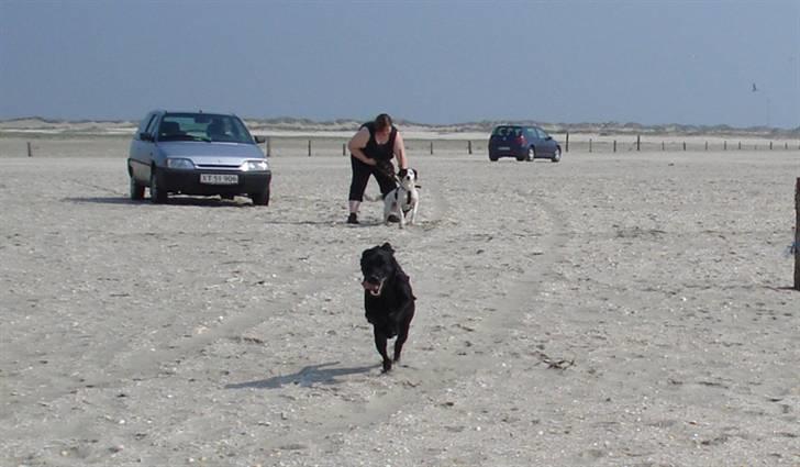 Rømø. - Afsted det går. 
Hundene mente slet ikke at snoren kunne komme hurtigt nok af. billede 3