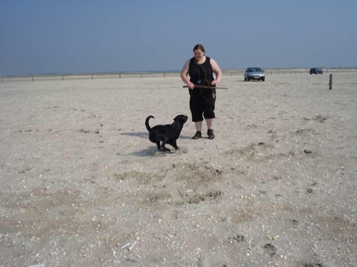 Rømø. - Kom nu... kom nu.... kom nu moar..... jeg kan godt se pinden..... kom NU! billede 5