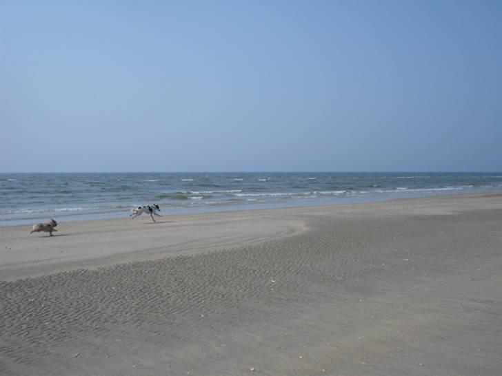 Rømø. - Og så var bæstet på vej til England, stærkt for fuldt af ihærdige Samson. billede 8