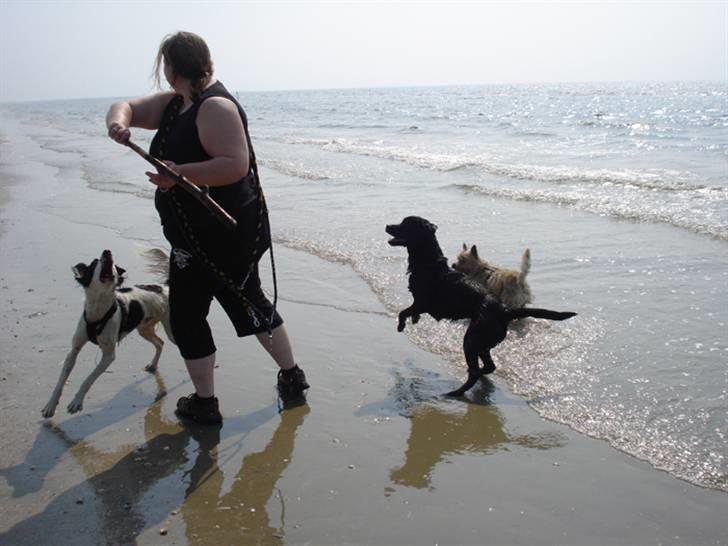 Rømø. - Vov,.... vov.... KAST NU !!! billede 16