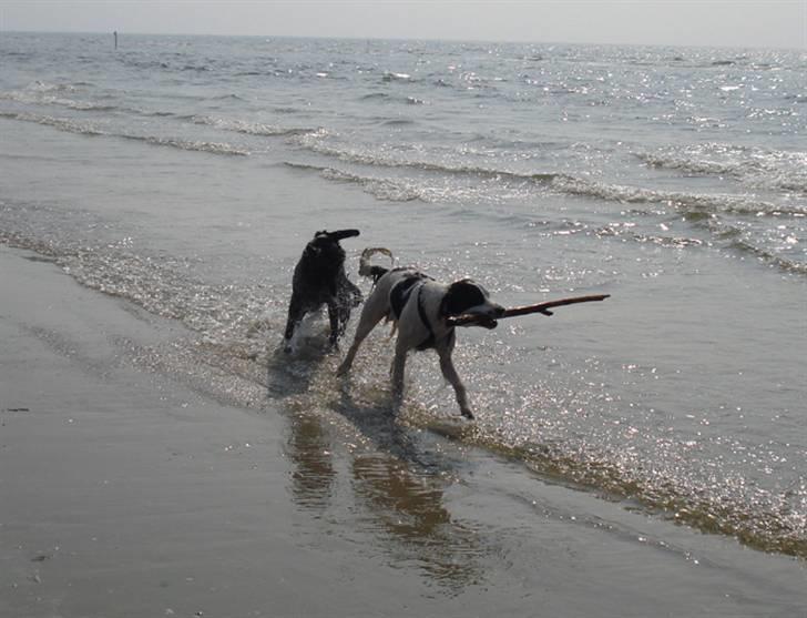 Rømø. - Hahahaha jeg fik pinden :) billede 18