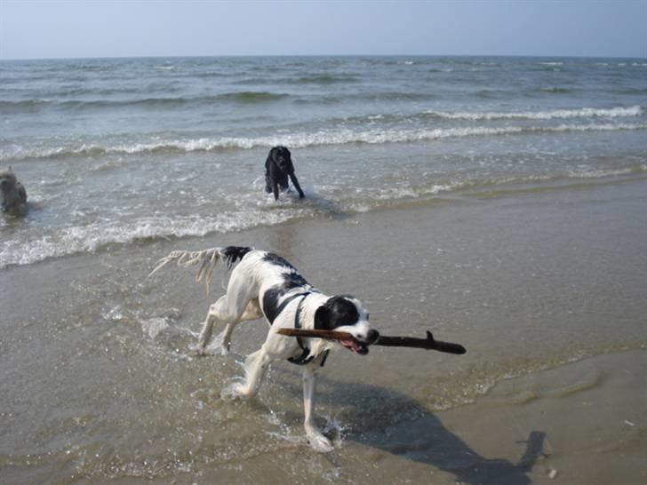 Rømø. - Hihihihi..... fik pinden :) billede 20