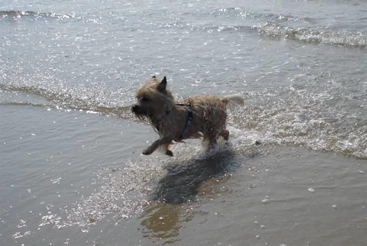 Rømø. - Huhuhuhu, AL det vand :O billede 22