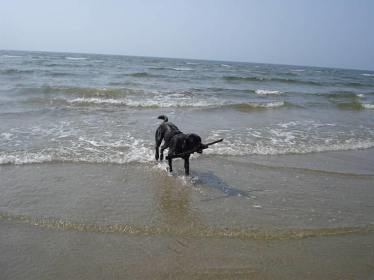 Rømø. - Så dygtig Laika. billede 25