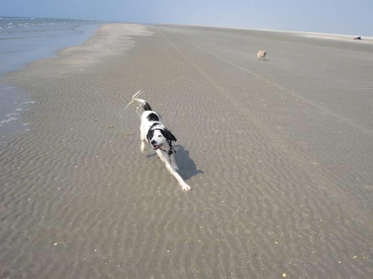 Rømø. - Nu kommer vi. Kære Samson gør alt hvad han kan for at indhente Chips. billede 29