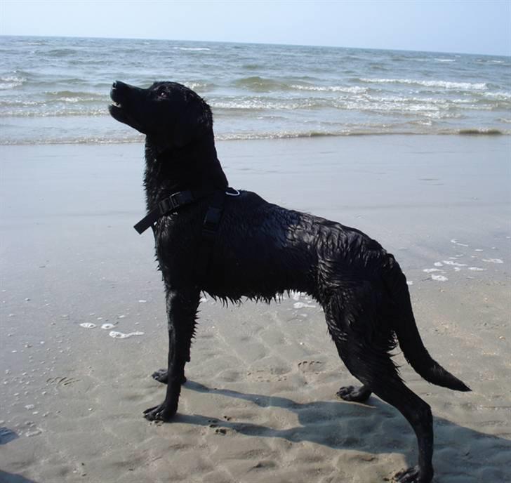 Rømø. - Du har godbidder moar! billede 30