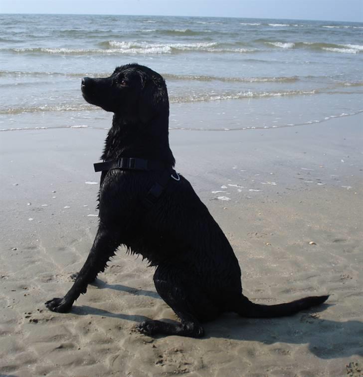 Rømø. - Se nu sidder jeg fint. Giv mig godbidden nu! billede 31