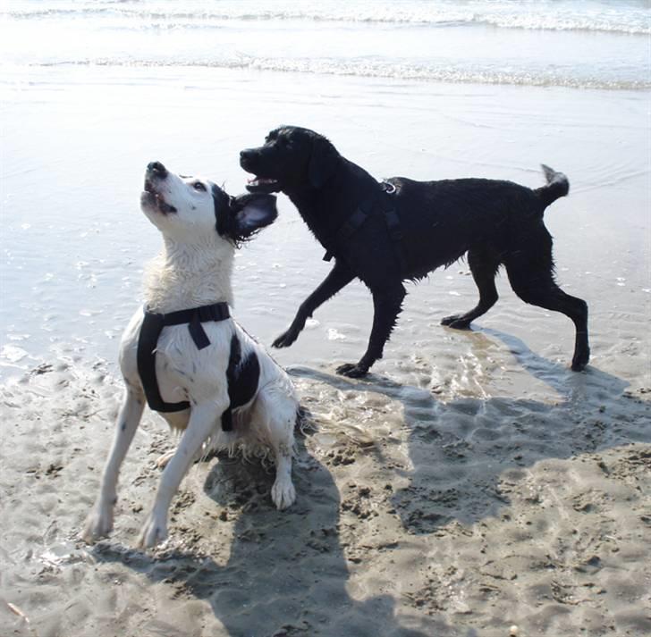 Rømø. - Jeg vil også ha godbidder :D billede 32