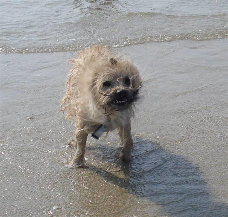 Rømø. - Hihi, bettemanden blev våd :P billede 35