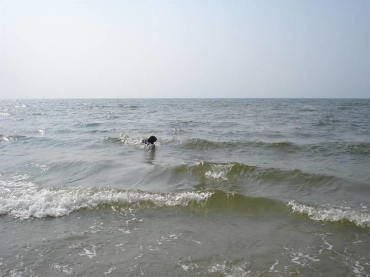 Rømø. - Laika i bølgen blå. billede 38