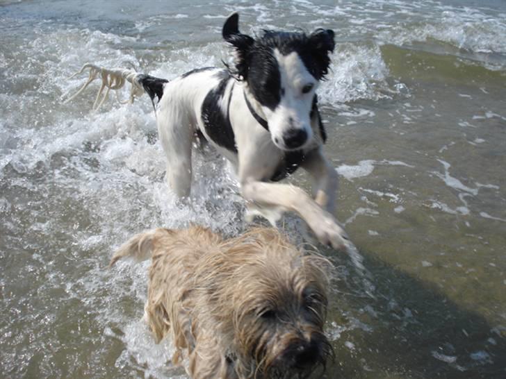 Rømø. - MUHAHA nu skal terriern kanøfles !!! hehehehe billede 39