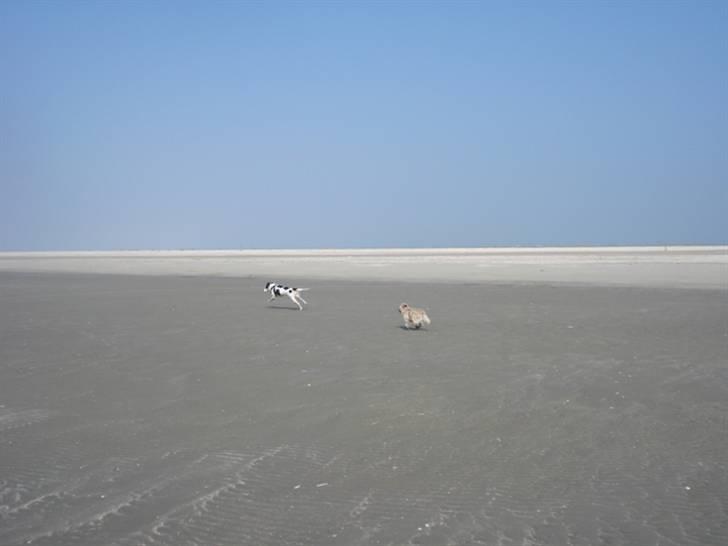 Rømø. - Chips på afveje igen, med Samson lige i hælene. billede 42