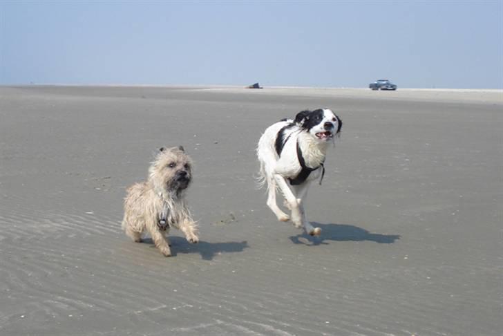 Rømø. - Og tilbage igen. Det ville også være forfærdeligt hvis man blev væk fra hende med godbidderne :-S billede 43