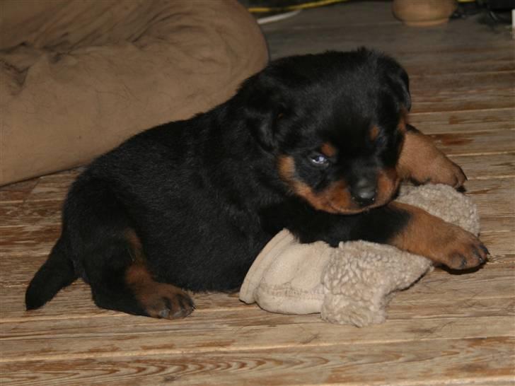Rottweiler hvalpe billede 19