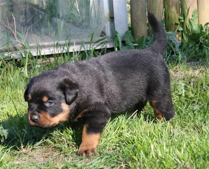 Rottweiler hvalpe billede 20