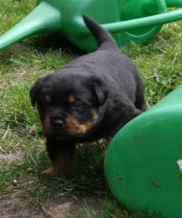 Rottweiler hvalpe billede 21