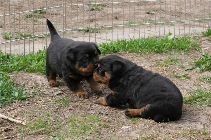 Rottweiler hvalpe billede 22
