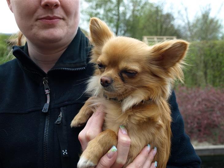 {{currentPhoto.altText}} billede {{currentPhoto.number}}