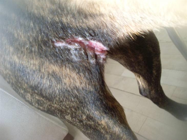 {{currentPhoto.altText}} billede {{currentPhoto.number}}