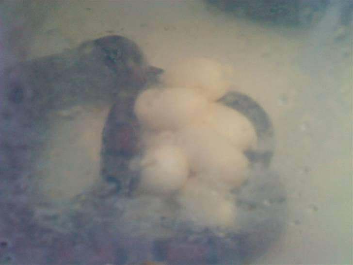 Slange æg billede 1