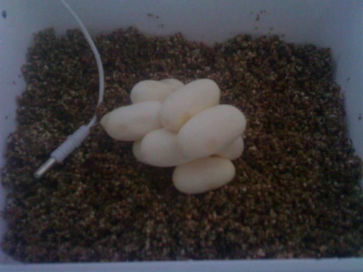 Slange æg billede 2