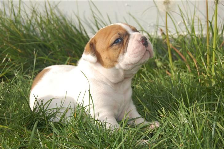 Amerikansk bulldog hvalpe med stamtavle til salg 3 uger billede 1