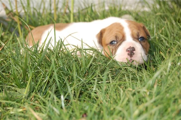 Amerikansk bulldog hvalpe med stamtavle til salg 3 uger billede 2