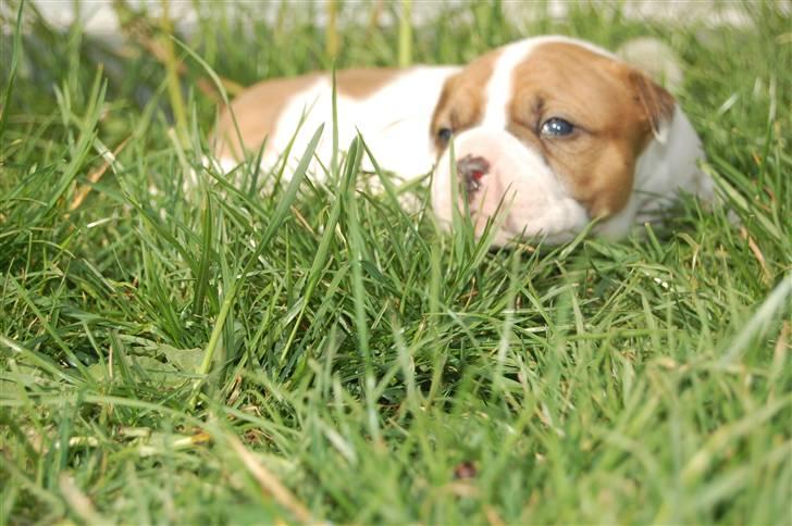 Amerikansk bulldog hvalpe med stamtavle til salg 3 uger billede 3