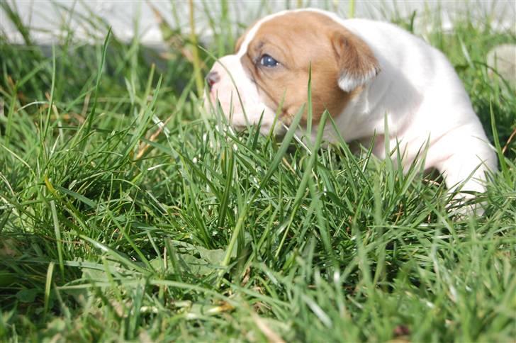 Amerikansk bulldog hvalpe med stamtavle til salg 3 uger billede 4