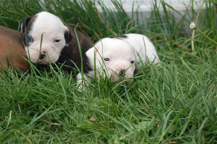 Amerikansk bulldog hvalpe med stamtavle til salg 3 uger billede 5