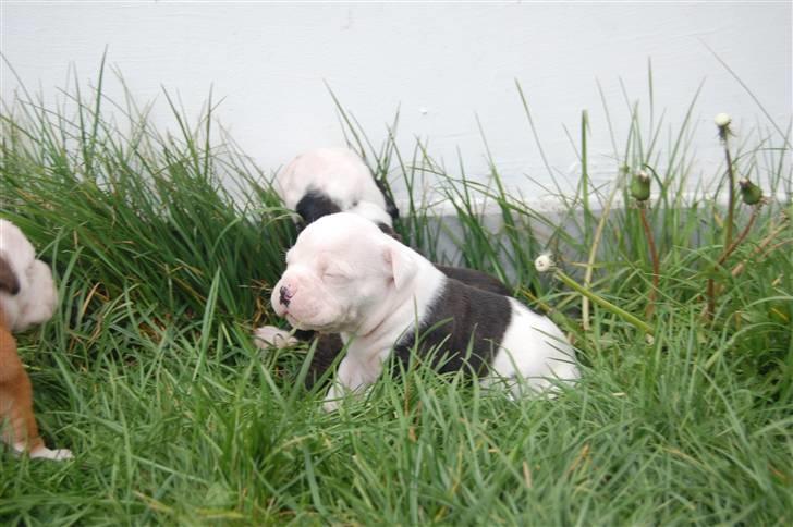 Amerikansk bulldog hvalpe med stamtavle til salg 3 uger billede 7