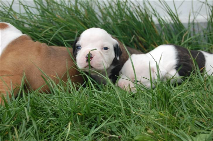 Amerikansk bulldog hvalpe med stamtavle til salg 3 uger billede 10