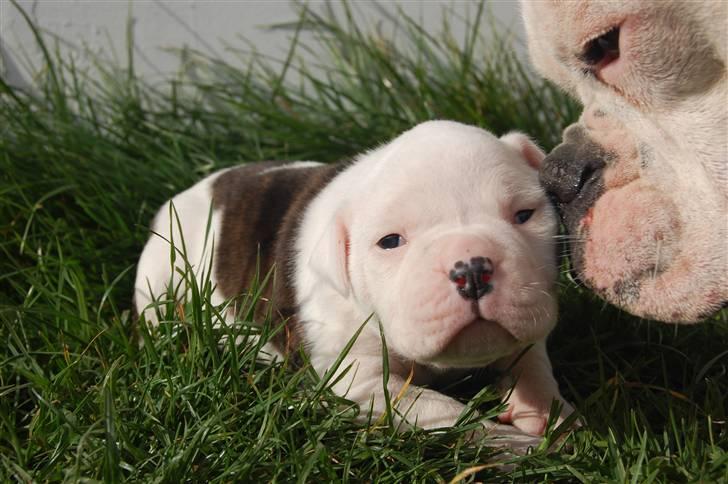 Amerikansk bulldog hvalpe med stamtavle til salg 3 uger billede 15