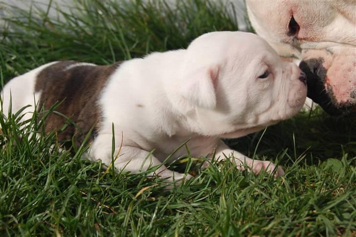 Amerikansk bulldog hvalpe med stamtavle til salg 3 uger billede 17